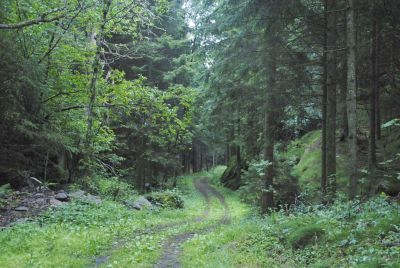 Wandeling door het bos